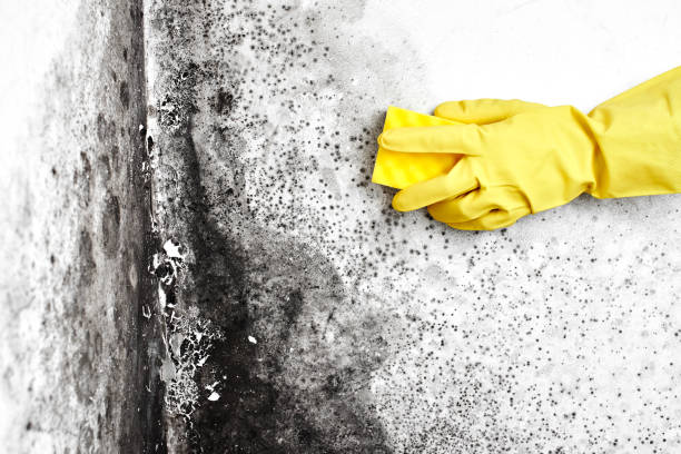 Best Local Mold Removal Service  in Stallings, NC