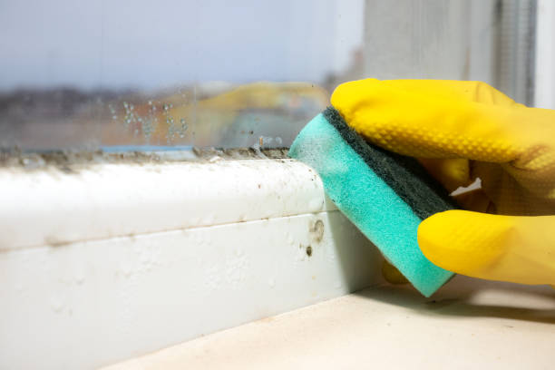 Professional Mold Removal in Stallings, NC