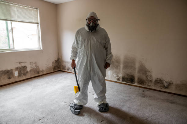 Best Black Mold Removal  in Stallings, NC