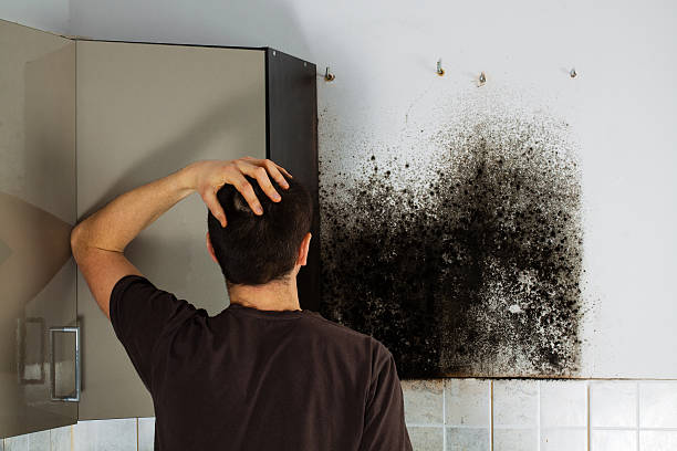 Best Best Mold Removal Companies  in Stallings, NC